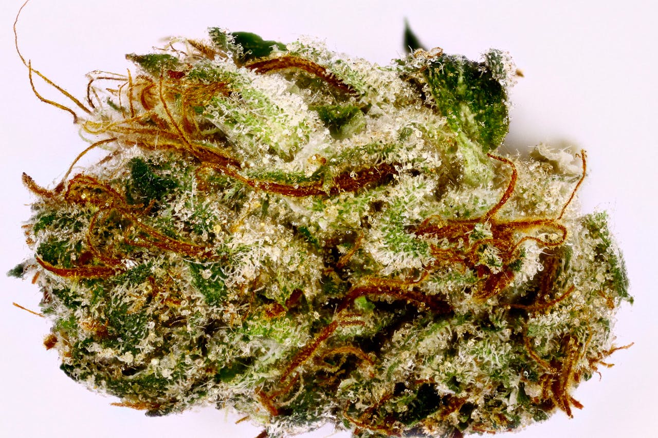 marijuana-dispensaries-3019-toupal-drive-trinidad-skywalker-600-indica-21-00-25