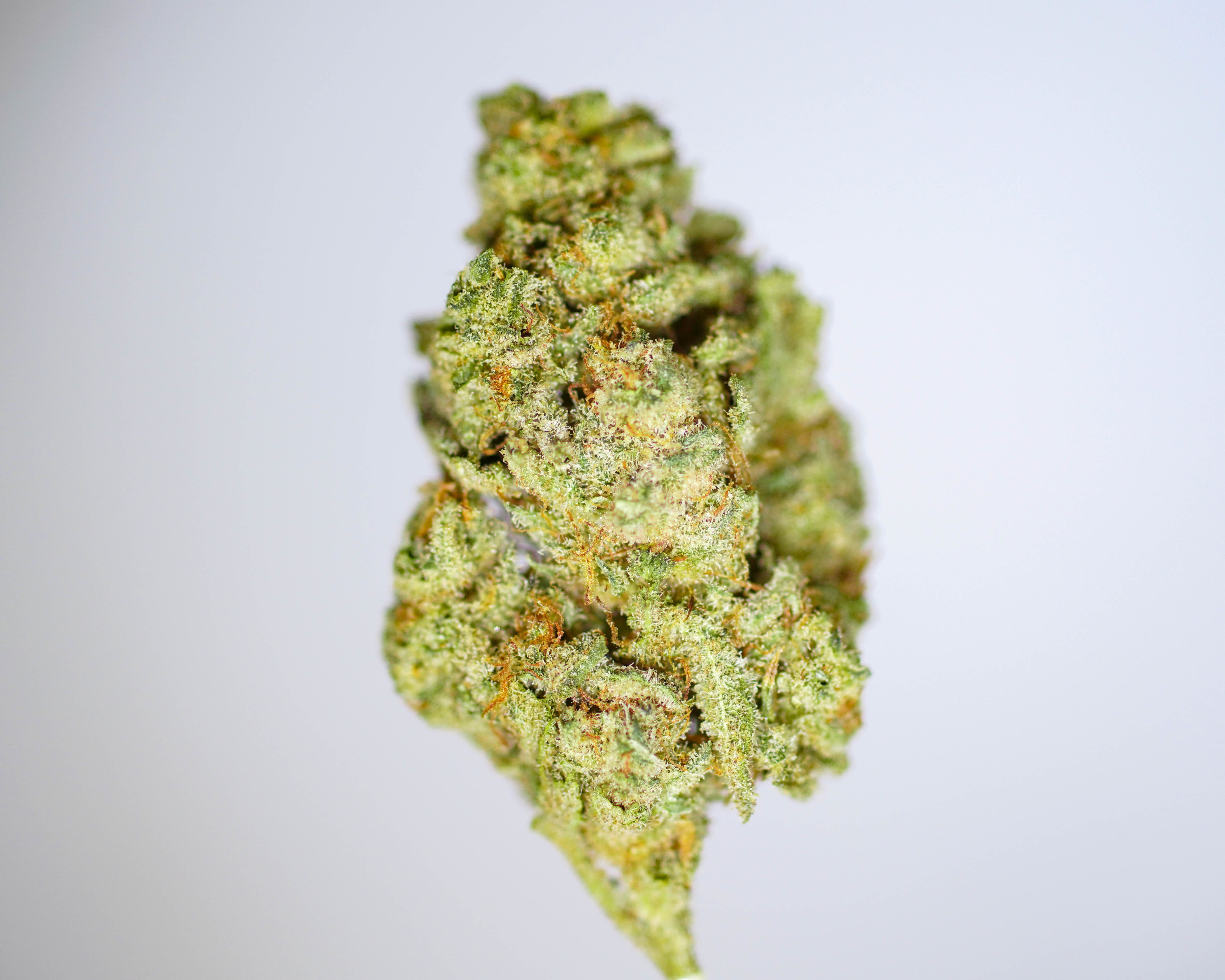 marijuana-dispensaries-979-n-la-brea-ave-los-angeles-slymer-by-passiflora