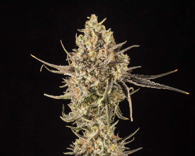 marijuana-dispensaries-215-key-hwy-baltimore-sour-diesel-by-culta-1g-pre-roll