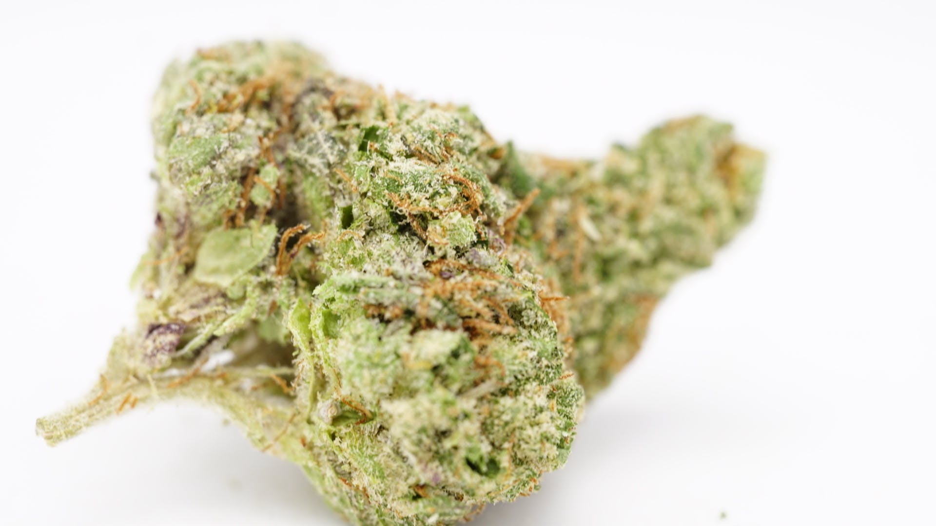marijuana-dispensaries-peninsula-alternative-health-in-salisbury-sour-gorilla-by-curio