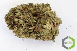 SPECIALS - Chocolope [5g @ $20]