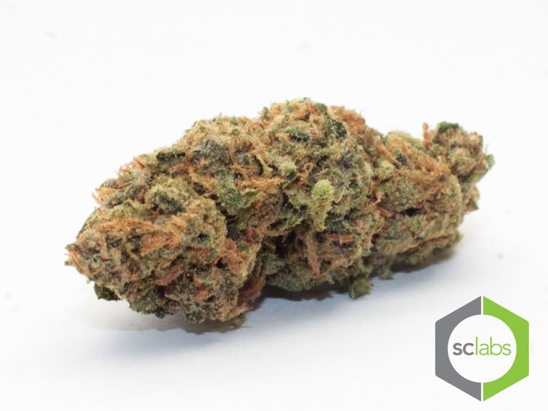 hybrid-specials-girl-scout-cookies-5-40-2430