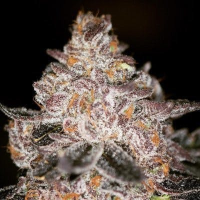 "Spiked Punch" 15 pack (SIN CITY SEEDS)
