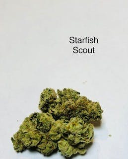 Starfish Scout (Hand Trim)