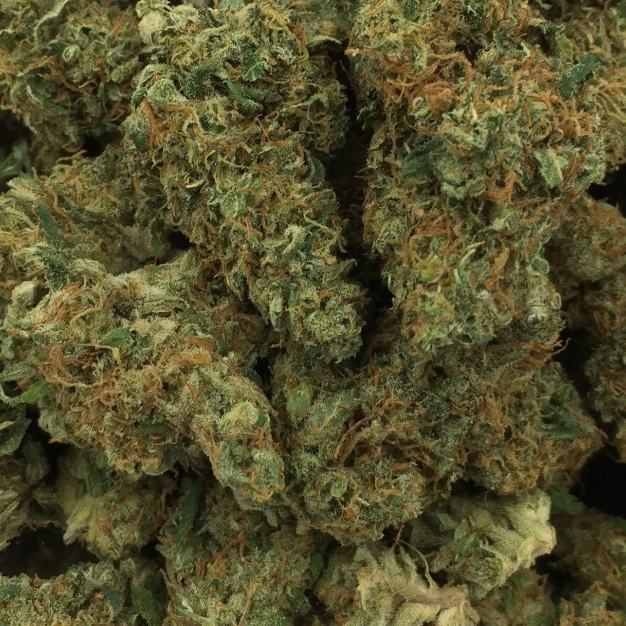 State Flower Cannabis- Cannatonic