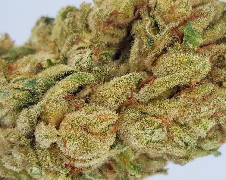 marijuana-dispensaries-150-venice-blvd-los-angeles-strawberry-banana-10g-2435-vday-special