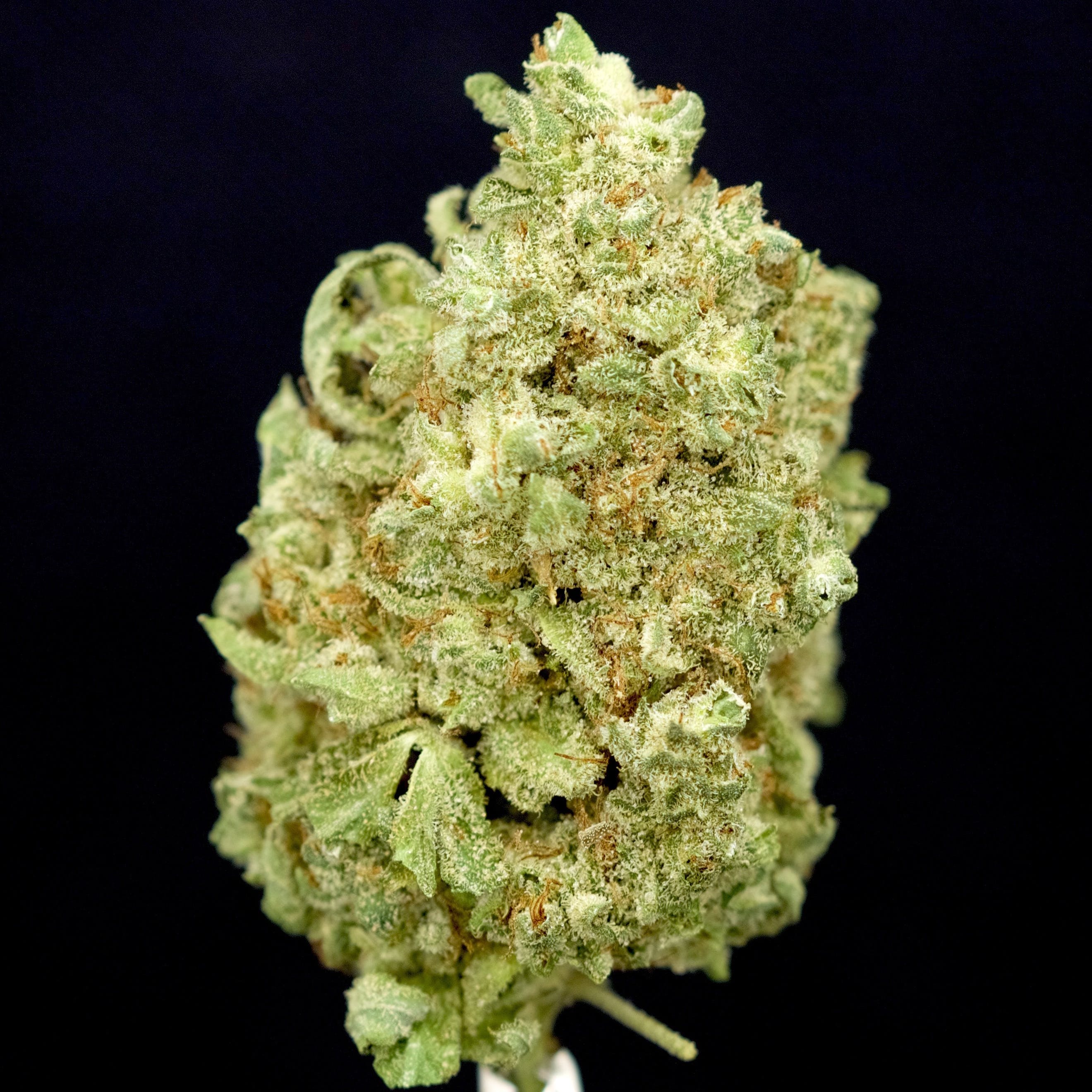 marijuana-dispensaries-ascend-cannabis-co-in-denver-strawberry-glue