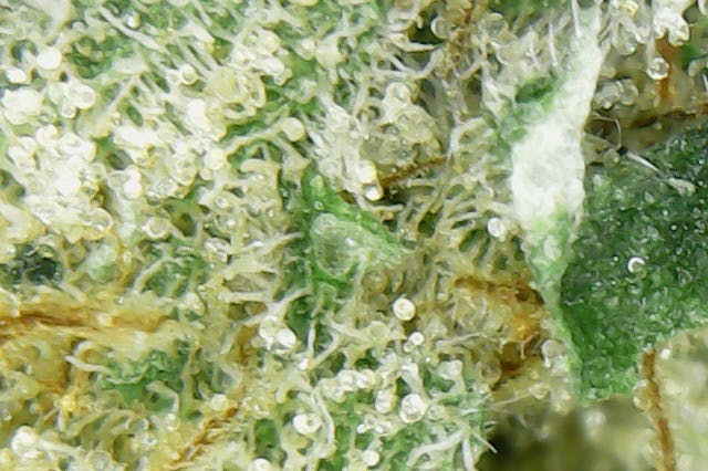 marijuana-dispensaries-noa-botanicals-in-honolulu-strawberry-tahoe