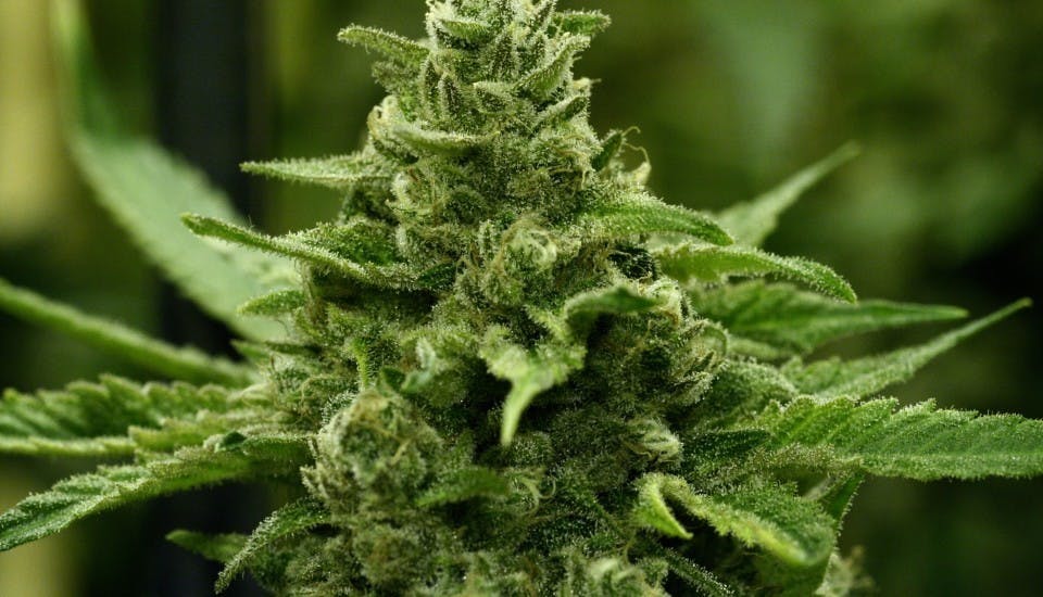 marijuana-dispensaries-tumbleweed-edwards-in-edwards-sueno