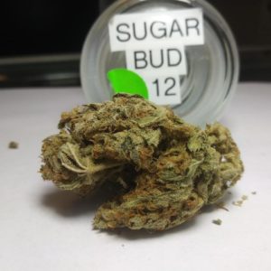 Sugar Bud