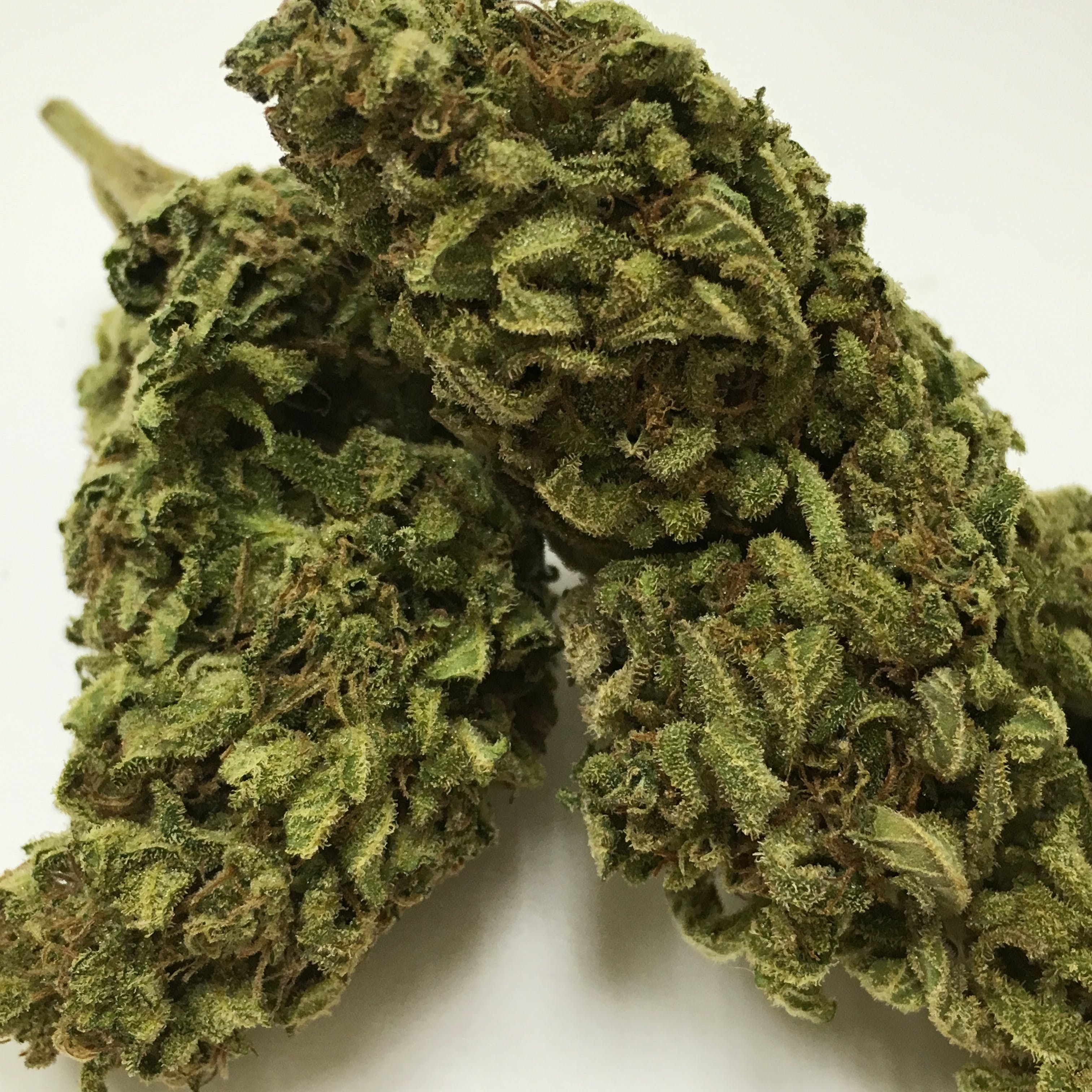 marijuana-dispensaries-1526-siskiyou-blvd-ashland-sungrown-jack-herer-by-sunna-ra-acres