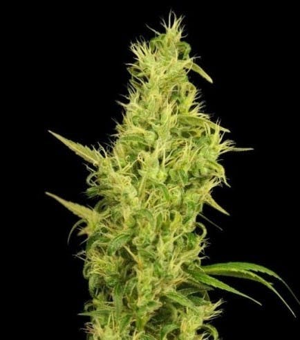 marijuana-dispensaries-fort-apache-medical-marijuana-dispensary-in-tulsa-sunshine