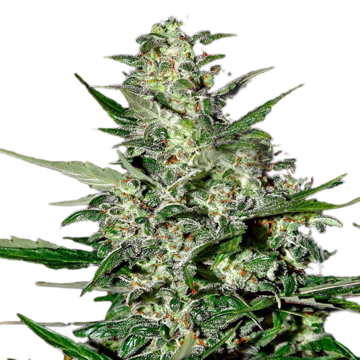seed-green-house-seed-co-super-critical-autoflowering