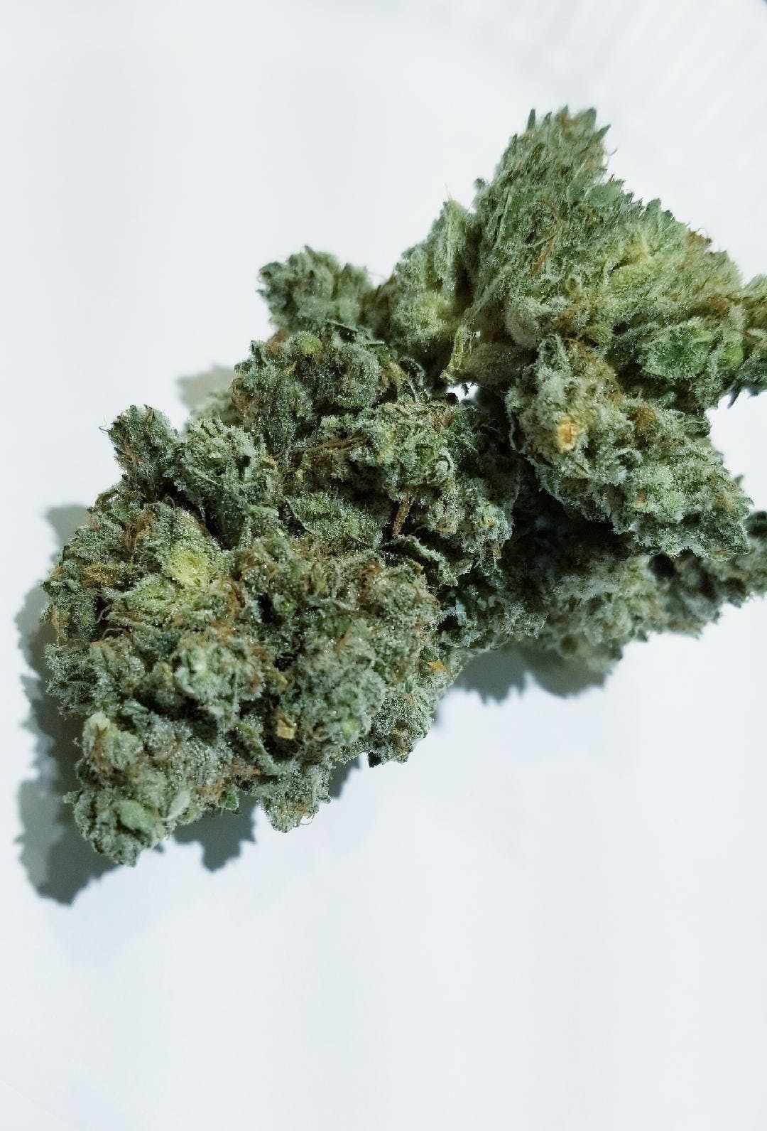 marijuana-dispensaries-rose-garden-collective-in-los-angeles-super-gorilla-glue