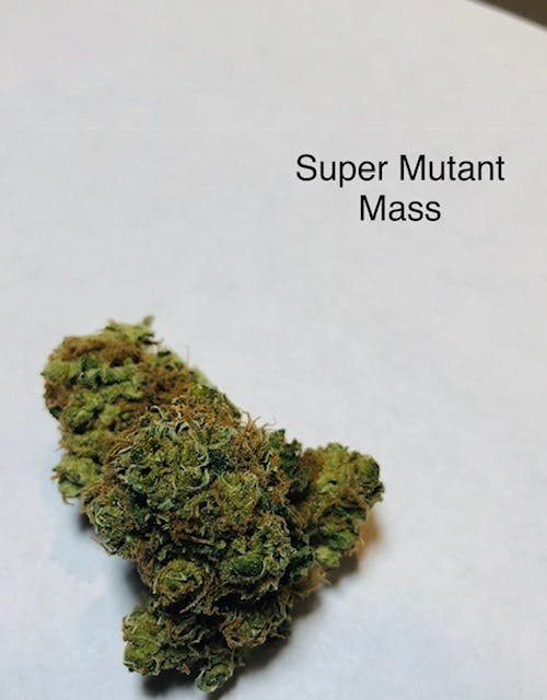 marijuana-dispensaries-the-green-source-lll-in-colorado-springs-super-mutant-mass