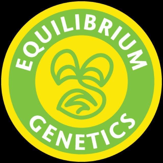 Super Sour Orange (6pk) by Equilibrium Genetics
