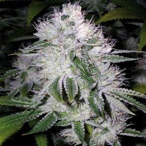 marijuana-dispensaries-cannabis-station-in-denver-sweet-silver-haze