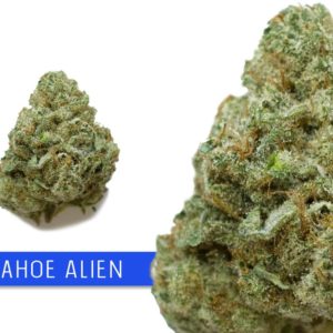 Tahoe Alien