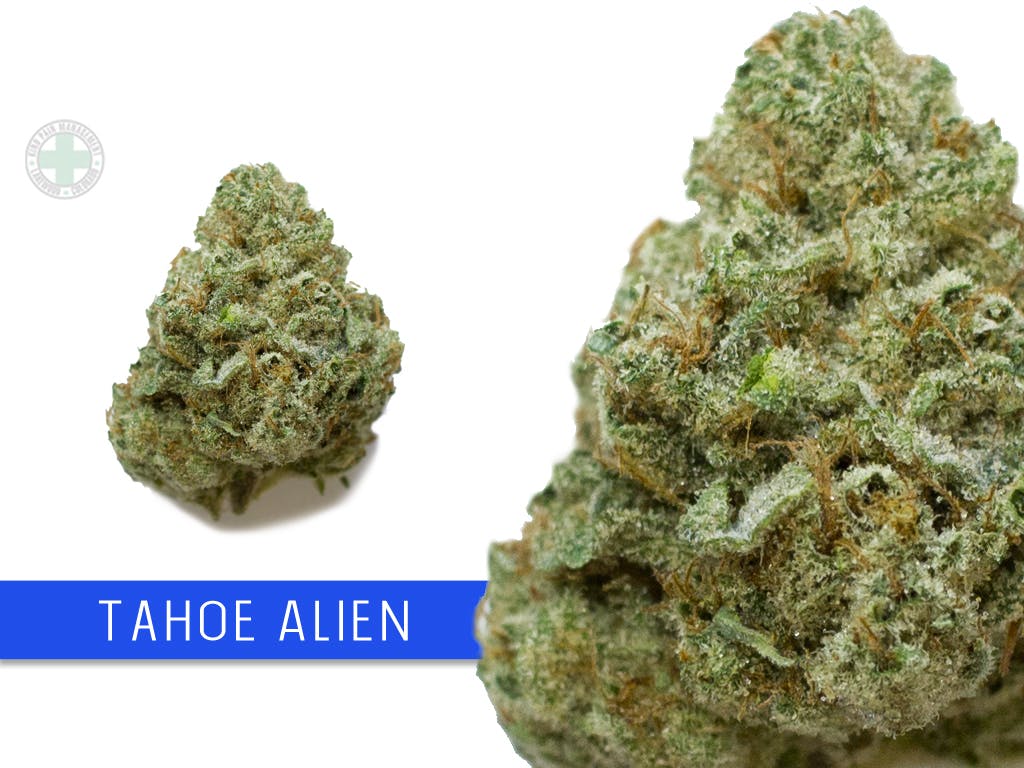 Tahoe Alien