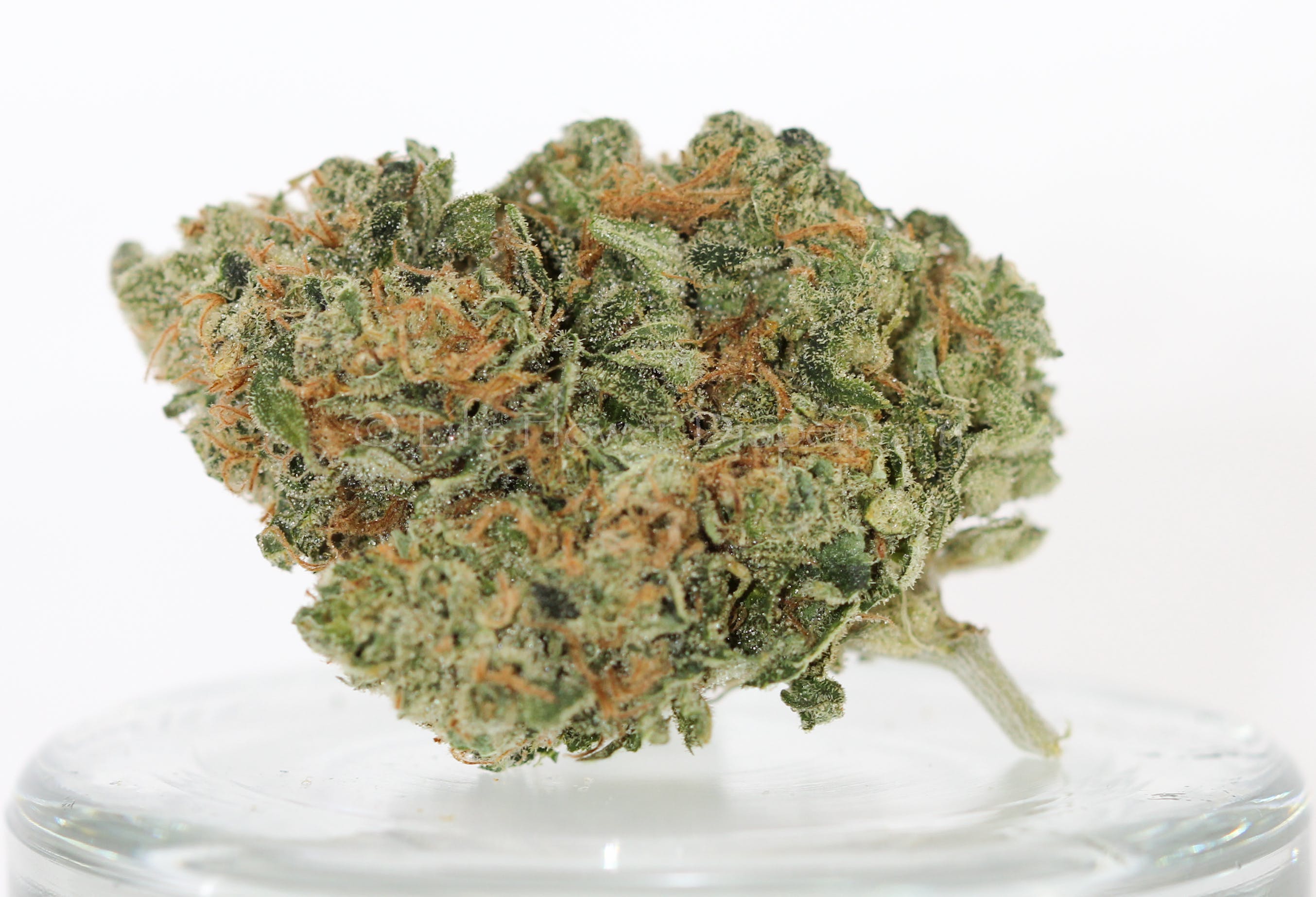 marijuana-dispensaries-4966-leetsdale-glendale-tahoe-og-thc-20-25-59-25