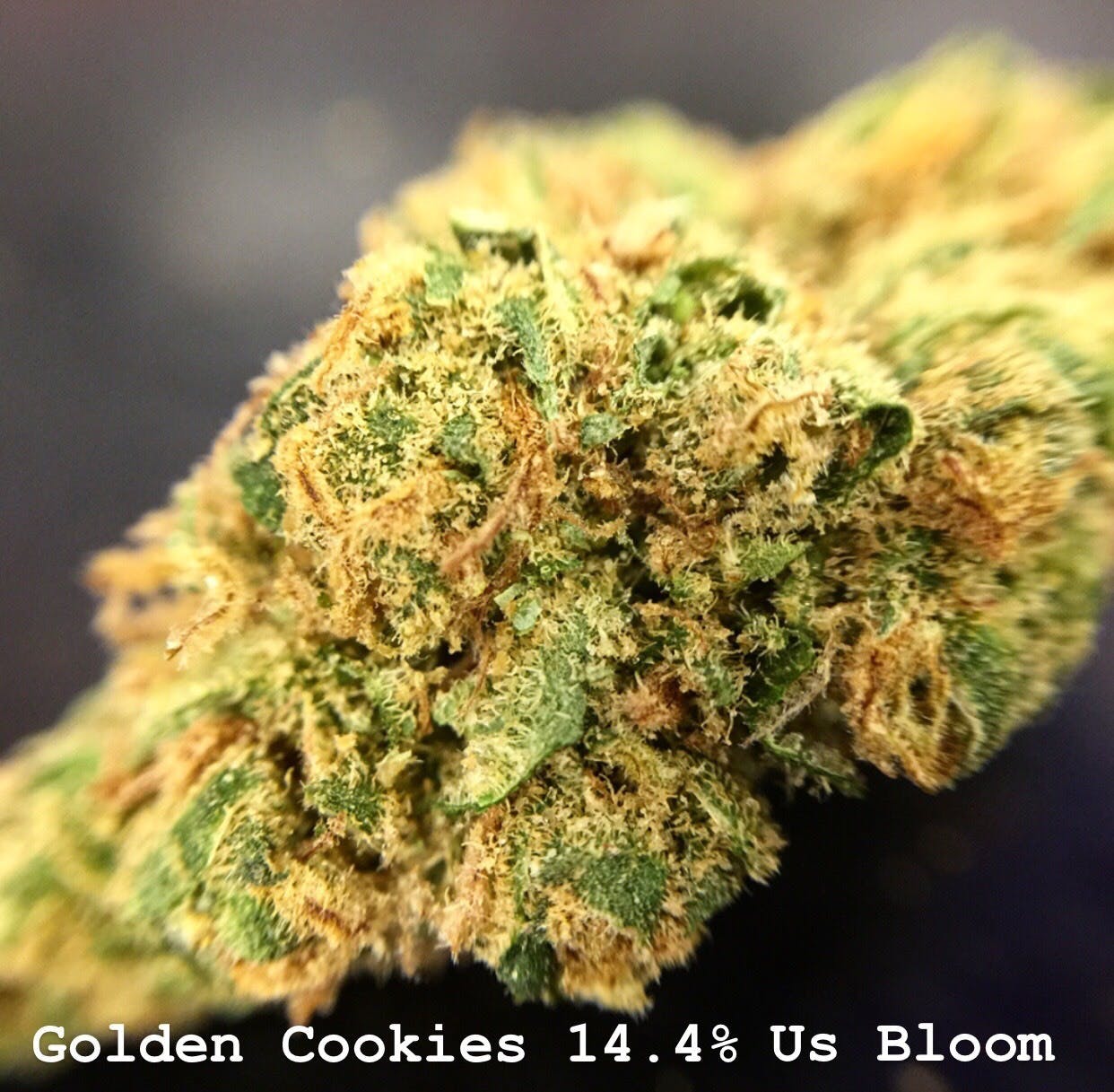 hybrid-talking-trees-golden-cookies-3-5g