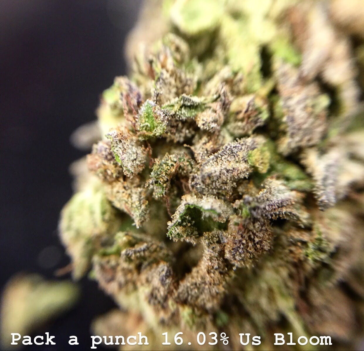 hybrid-talking-trees-pack-a-punch-3-5g