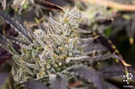 marijuana-dispensaries-20660-bahama-st-chatsworth-thc-design-member-berry