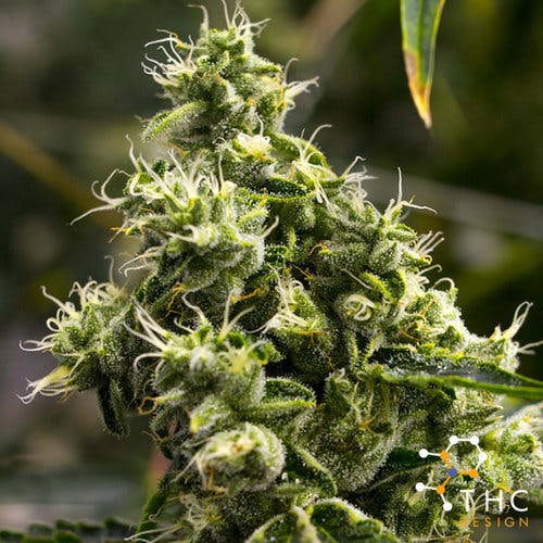 marijuana-dispensaries-strain-balboa-caregivers-adult-use-in-chatsworth-thc-design-wonder-larry