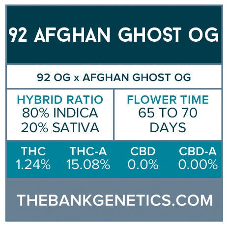 seed-the-bank-genetics-92-afghan-ghost-og-regular