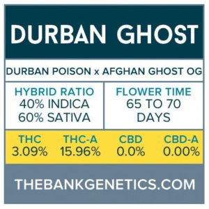 The Bank Genetics- Durban Ghost [REGULAR]