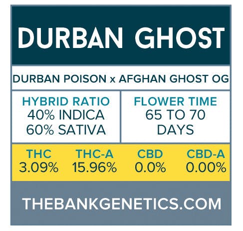 seed-the-bank-genetics-durban-ghost-regular