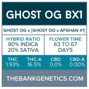 The Bank Genetics- Ghost OG BX1 [REGULAR]