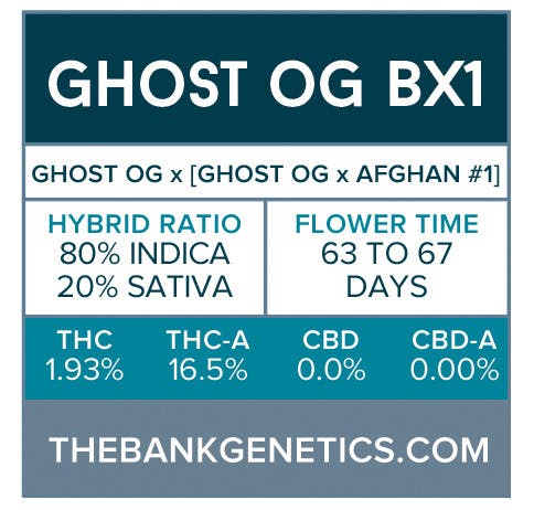 seed-the-bank-genetics-ghost-og-bx1-regular