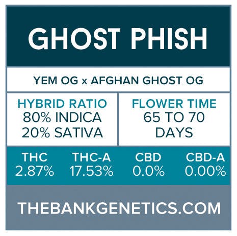 seed-the-bank-genetics-ghost-phish-regular