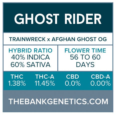 seed-the-bank-genetics-ghost-rider-regular