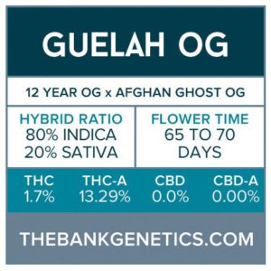 The Bank Genetics- Guelah [REGULAR]