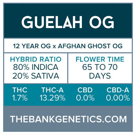 seed-the-bank-genetics-guelah-regular