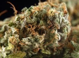 marijuana-dispensaries-the-clinic-on-wadsworth-medical-in-lakewood-the-bank-gg4