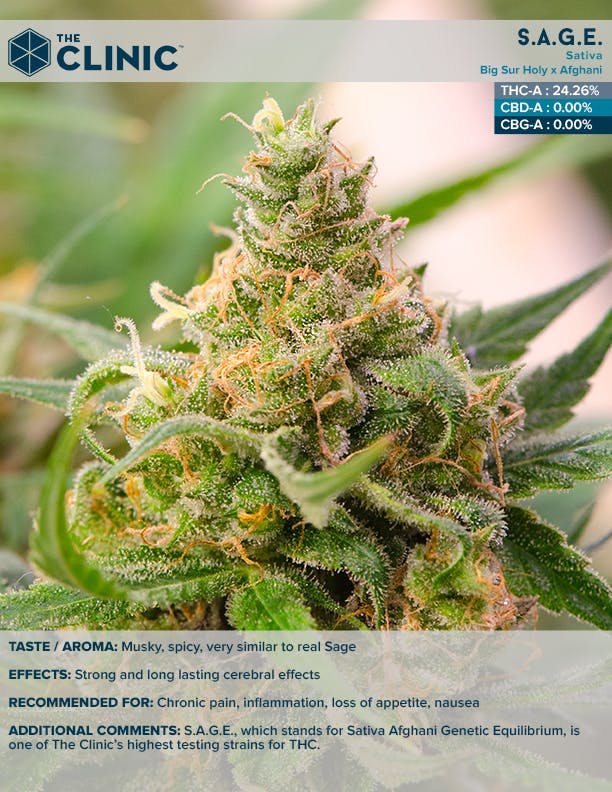 marijuana-dispensaries-3600-s-wadsworth-blvd-lakewood-the-bank-s-a-g-e