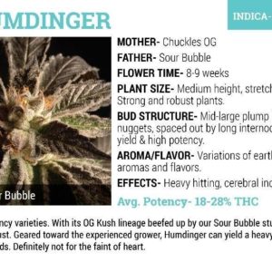 The Farm - Humdinger | x6 Seeds