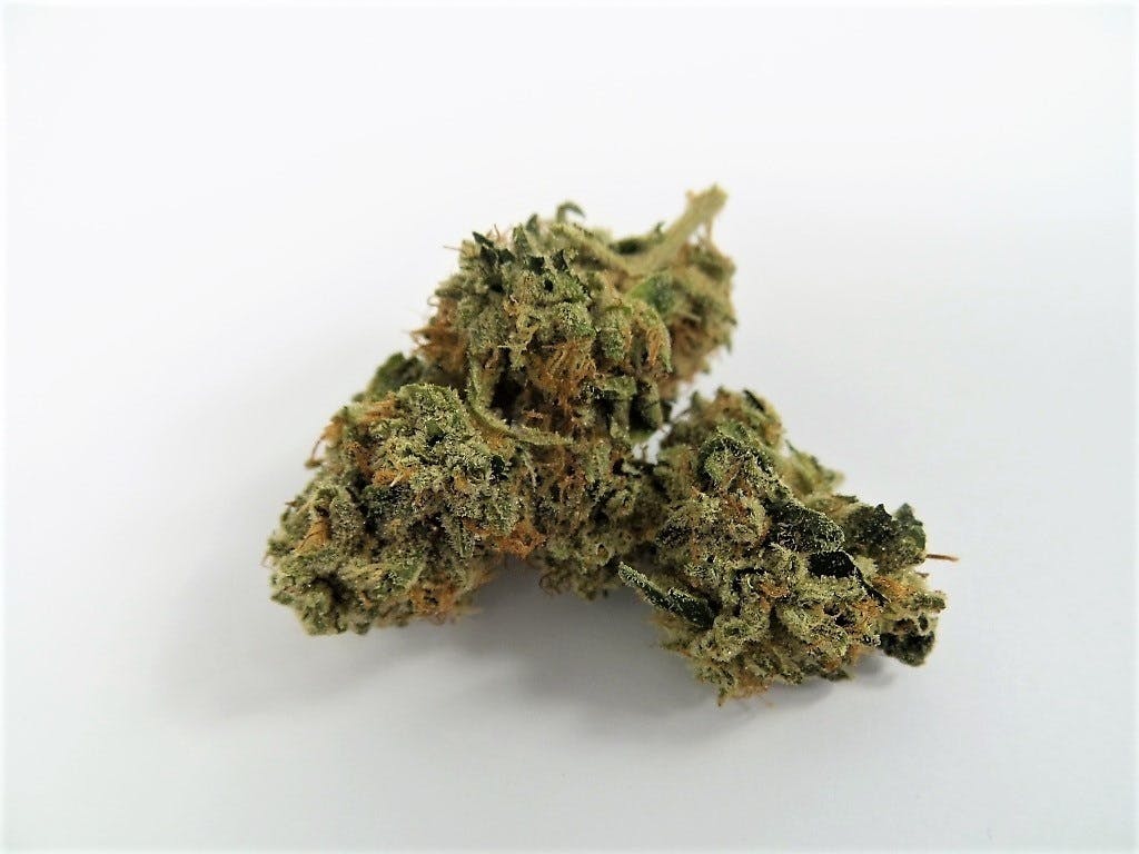 indica-the-house-collection-og-legend