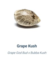 The Lab | Grape Kush | Indica