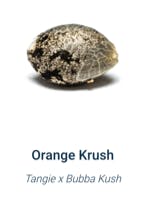 The Lab | Orange Krush | Hybrid