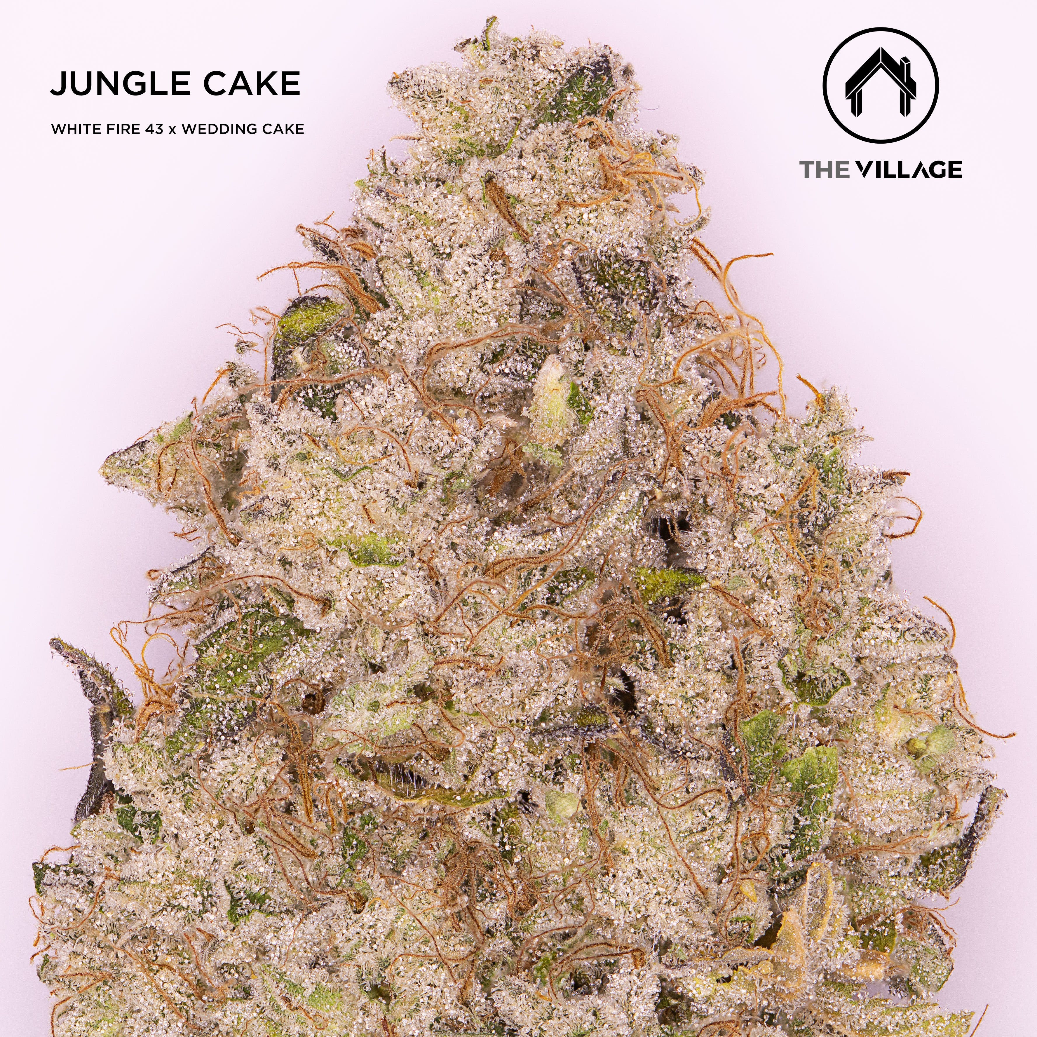The VIllage - Jungle Cake - 25.04% THC