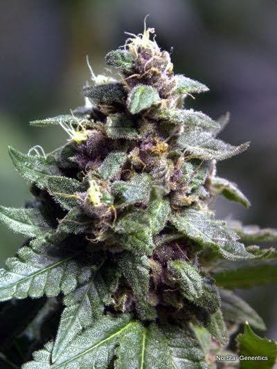 marijuana-dispensaries-980-6th-street-arcata-the-vinters-moonshine-10pk-by-norstar-genetics