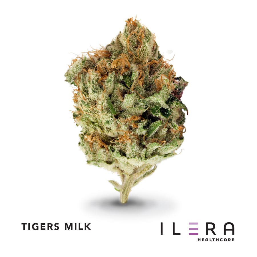 TIGER'S MILK 21% THC - Ilera Healthcare