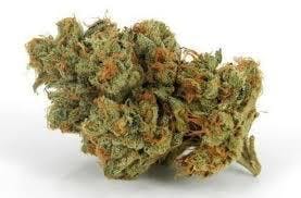 marijuana-dispensaries-burdank-blvd-in-north-hollywood-top-shelf-critical-og