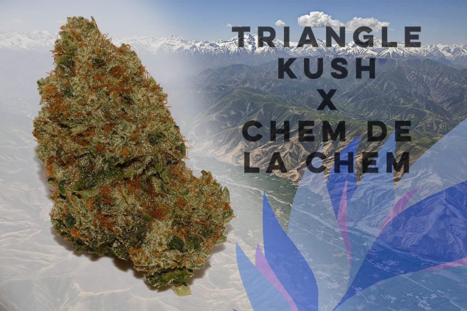 marijuana-dispensaries-9939-jerry-mack-road-suite-500-ocean-city-triangle-kush-x-chem-de-la-chem-from-culta