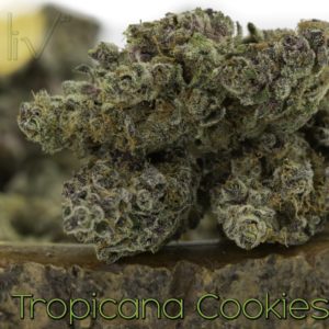 Tropicana Cookie Hybrid Sativa