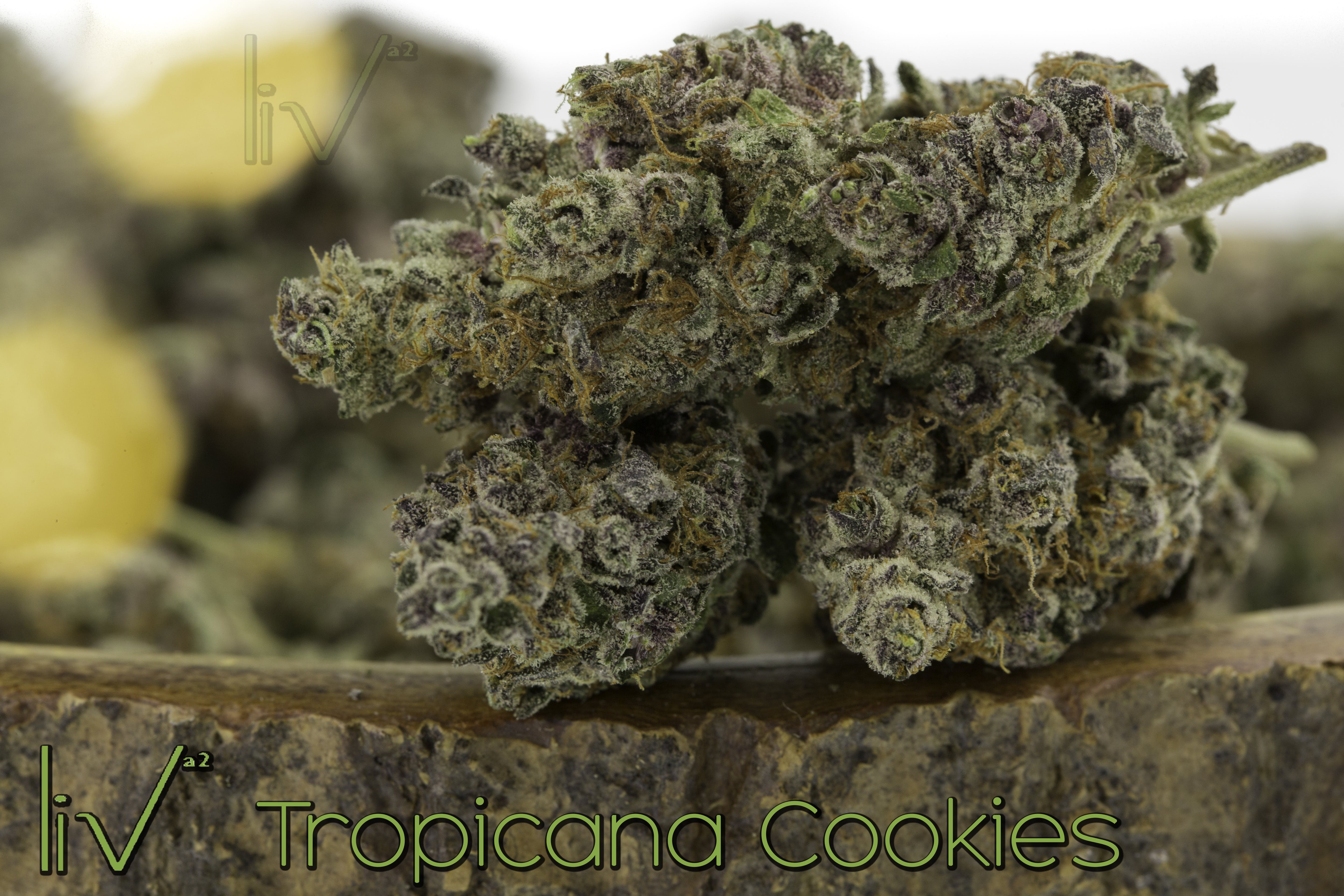 hybrid-tropicana-cookie-hybrid-sativa
